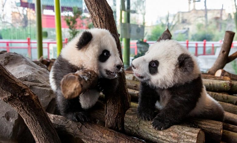 Slipping and sliding, first Germany-born panda cubs greet outside world