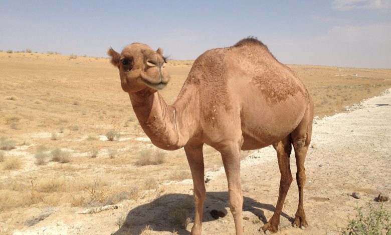 MME calls on farm owners to adhere to camel grazing ban
