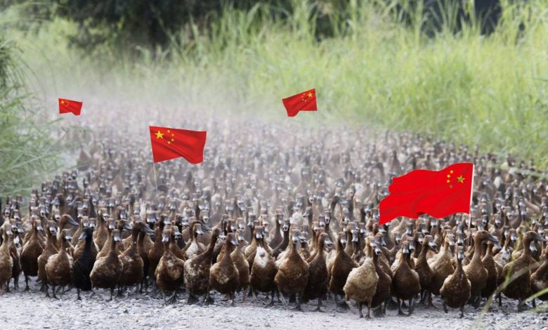 With an army of ducks ... China is preparing to go to war with locusts