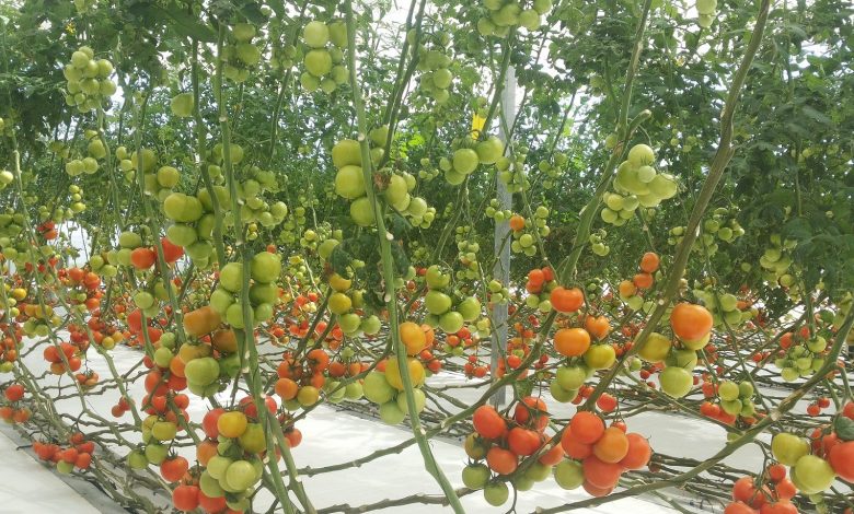 Hydroponic Center yields astonishing produce of tomatoes per square metre annually