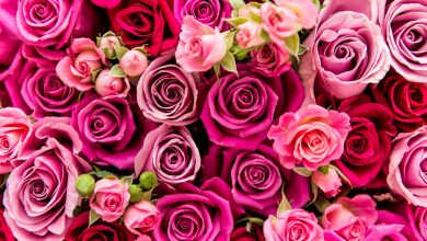 Valentine's Day Flower Shops Guide