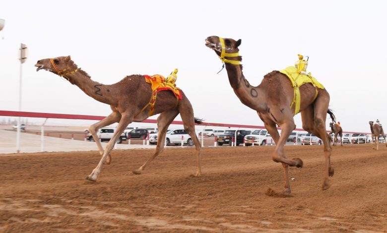 Annual festival of Purebred Arabian Camel 2019-20 season cancelled