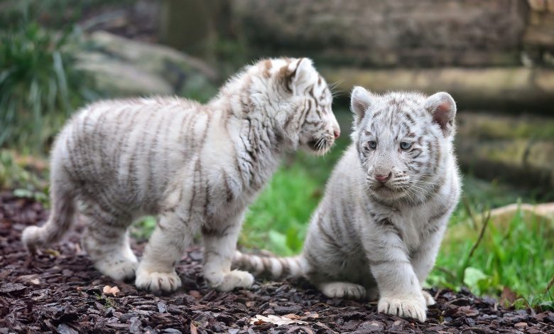 Doha Zoo welcomes twin cubs of white tiger