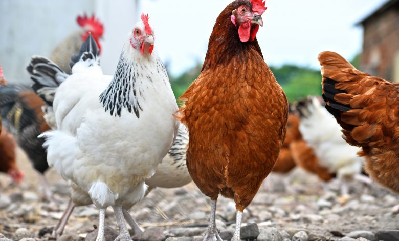 Ministry vaccinates 813,000 poultry against Newcastle disease