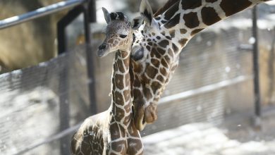 Baby giraffe born in Doha Zoo