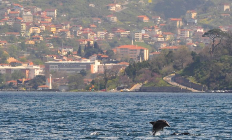Dolphins reclaim Bosphorus in Istanbul