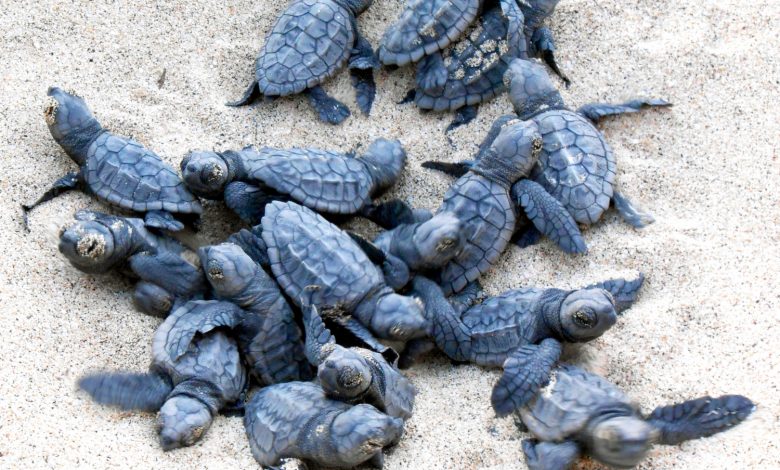 Turtle nests relocated for safety