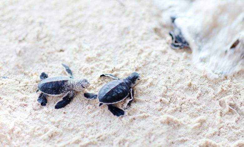 Fuwairit Beach sees the first nesting of endangered hawksbill turtle