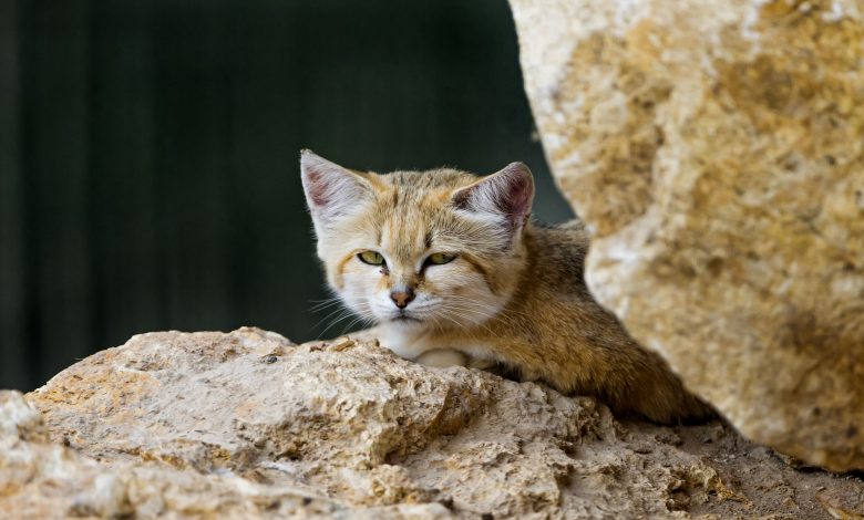 Endangered Arabian wildcat gives birth at Al Khor zoo