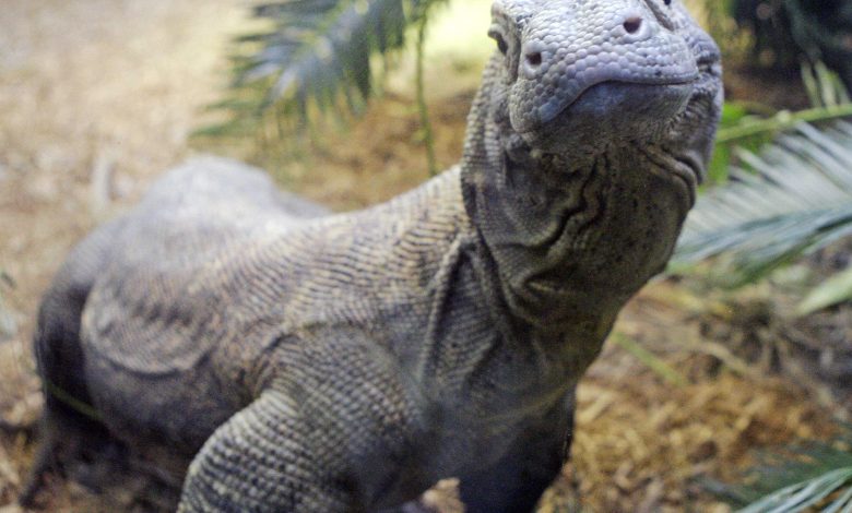 Giant lizards are invading America