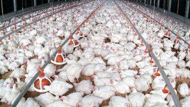 Raising poultry production locally to 10 million annually