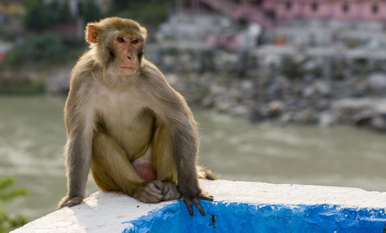 Monkeys infected with COVID-19 develop antibodies, a positive sign for vaccines