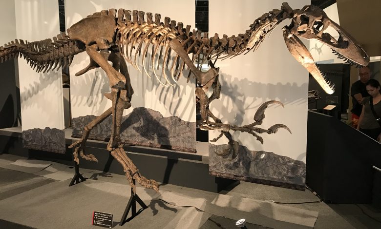 Skeleton of a giant dinosaur discovered