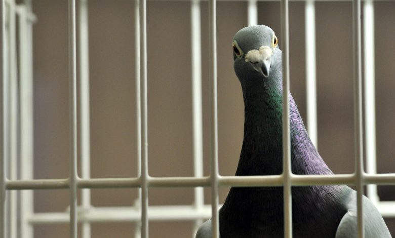 Pigeon arrested for espionage!