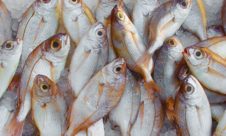 Campaign to control violations of selling fish without a license