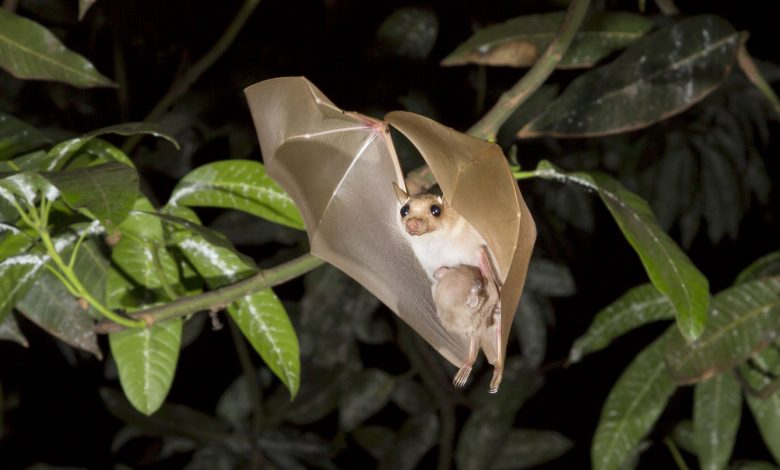 7 strains of coronavirus found in bats in Africa