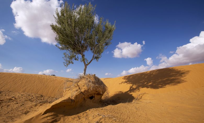 National plan of action to combat desertification