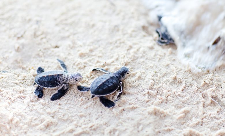 First case of endangered sea turtles hatching recorded