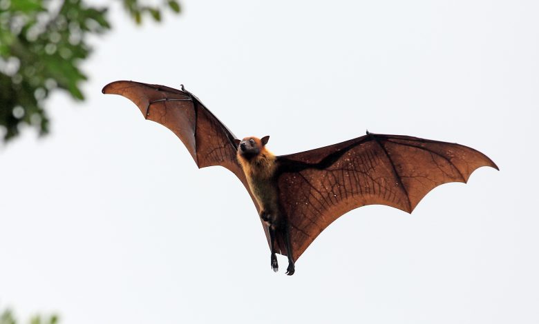 Bats appear in Kuwait.. Environment Public Authority comments