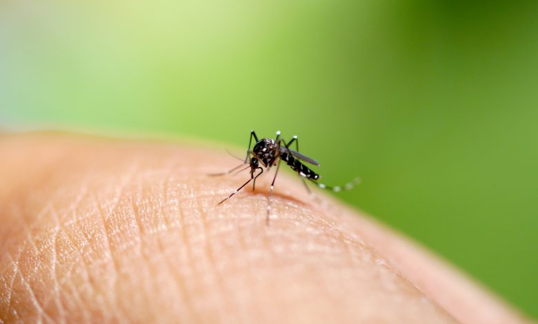 Can Mosquitoes Carry the Coronavirus?