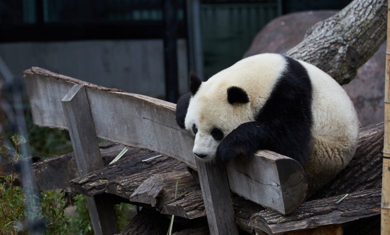 Panda escapes confinement in Copenhagen zoo