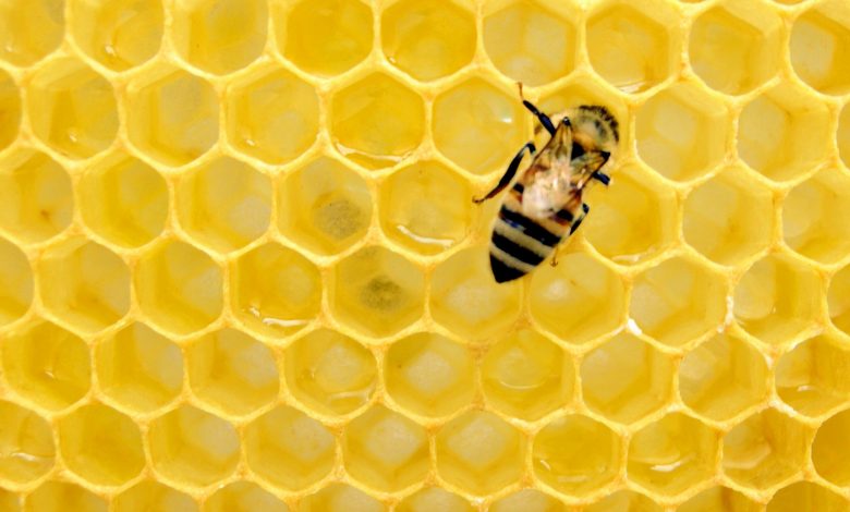 Qatar’s domestic honey production rises as more queen bees distributed among farmers