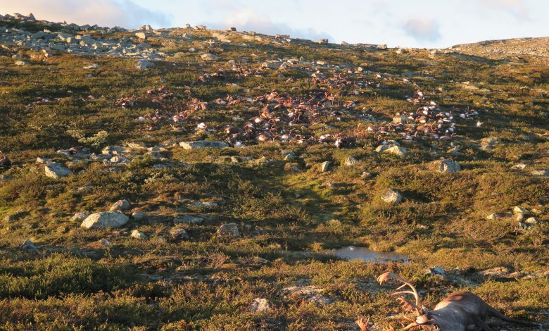 'Landscape of fear': what a mass of rotting reindeer carcasses taught scientists