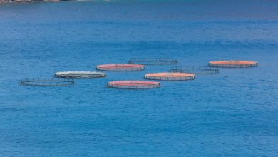 MME releases 4,300 baby Hamours in sea