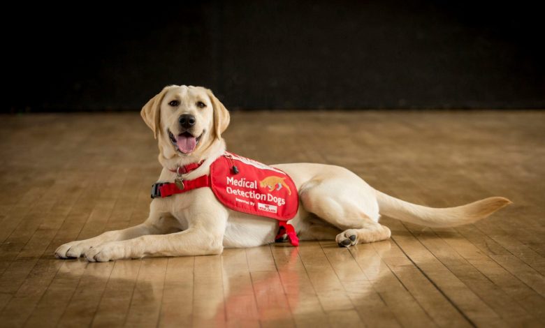 Dogs are being trained to sniff out coronavirus cases