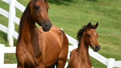 WCM-Q research helps shed light on genetic heritage of Arabian Horse
