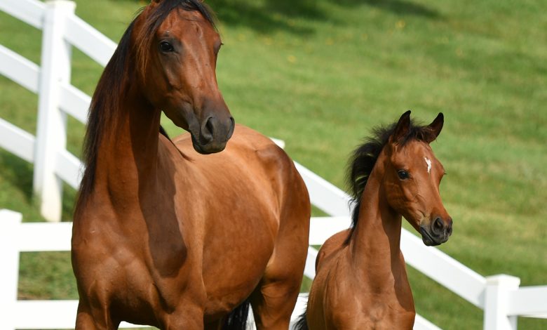 WCM-Q research helps shed light on genetic heritage of Arabian Horse