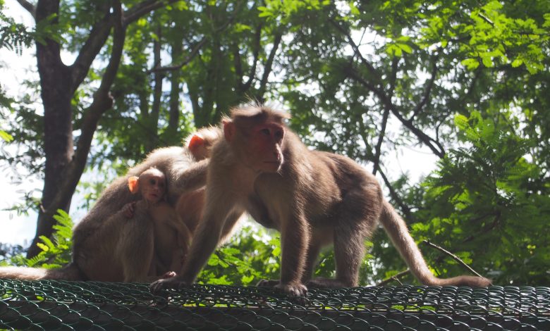 Family killed in India after monkeys 'violently shook' wall that collapsed on them