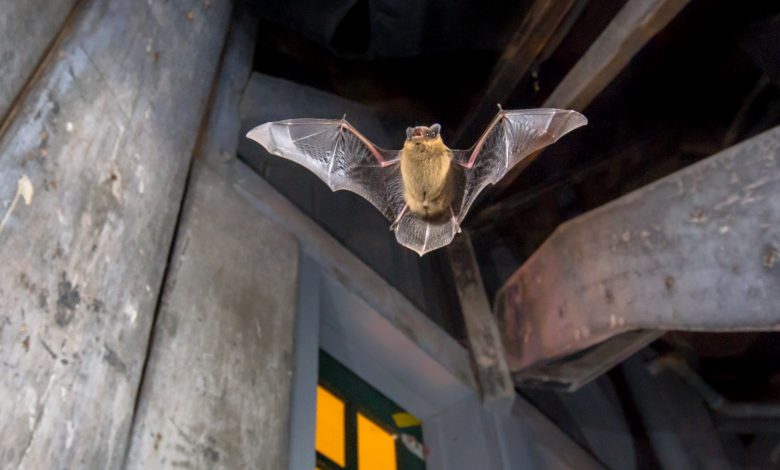 How bats carry the Coronavirus and are not affected by it?