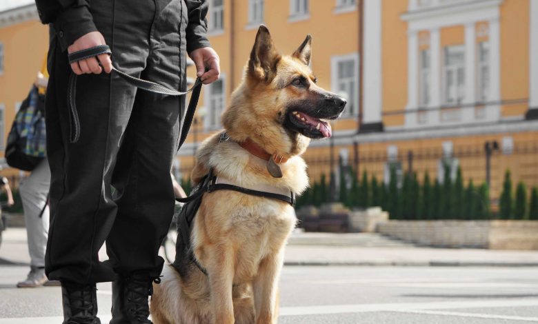 Dog succeeds in thwarting the largest drug smuggling operation in the world
