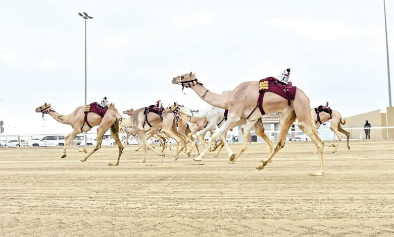 3rd Local Camel Festival Kicks Off