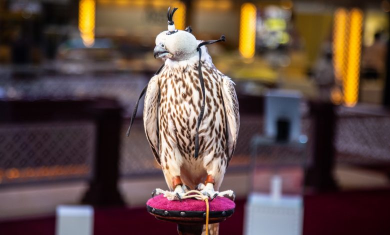 Katara International Hunting and Falcons 2020 Kicks Off