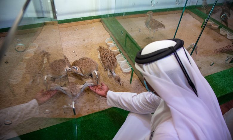 Katara International Hunting and Falcons Exhibition Concludes