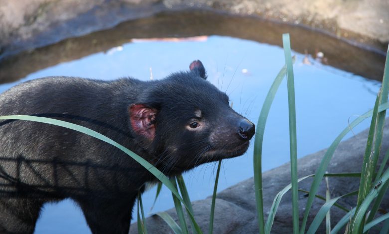 Tasmanian animals return to Australia 3,000 years later