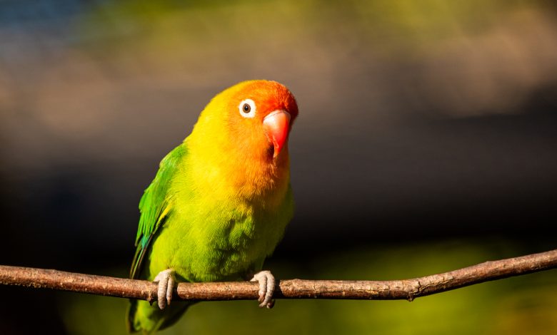 British park abandons 5 parrots for some strange reason