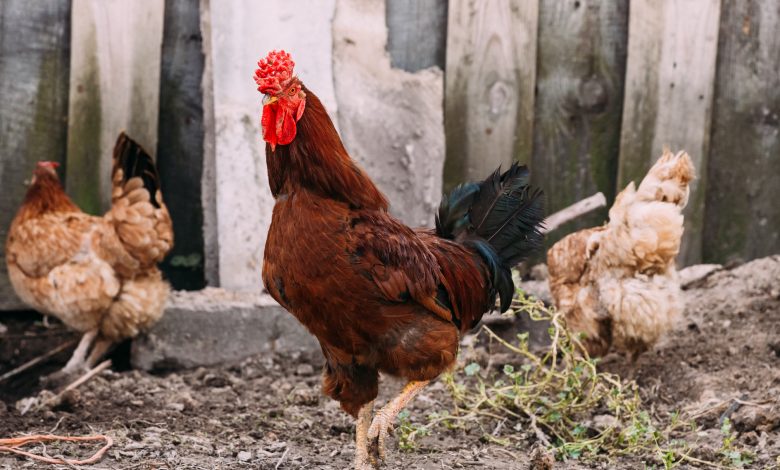 Rooster Arrested for killing a Policeman in Philippines