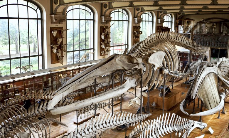 Dinosaur skeleton breaks record at auction