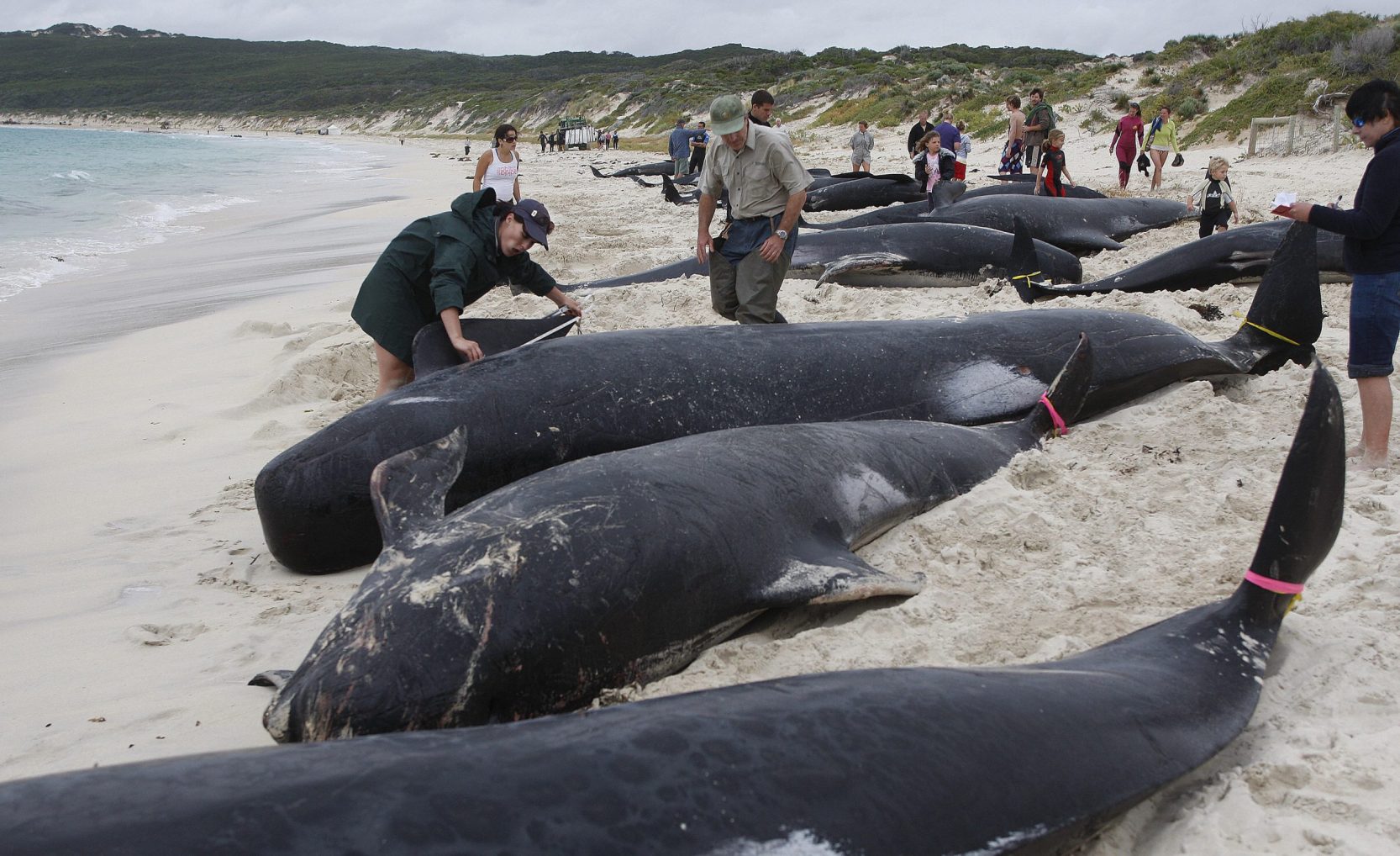 Mass mortality of marine animals in Russia | What's Goin On Qatar