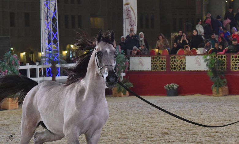 Katara To Host Qatar International Arabian Horse Championship