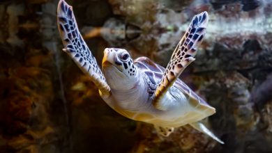 Sea turtle rescued at Al Ghariya Beach