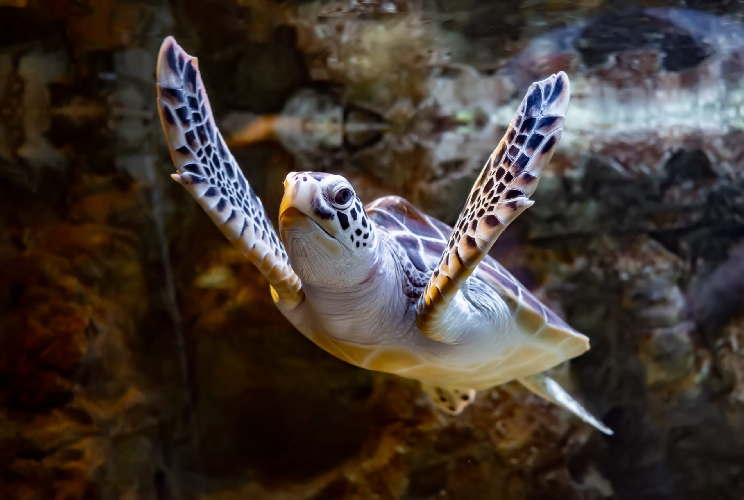 Sea turtle rescued at Al Ghariya Beach
