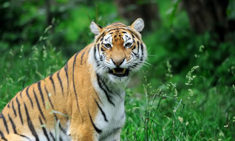 India hunts tiger that killed 8 people in two years