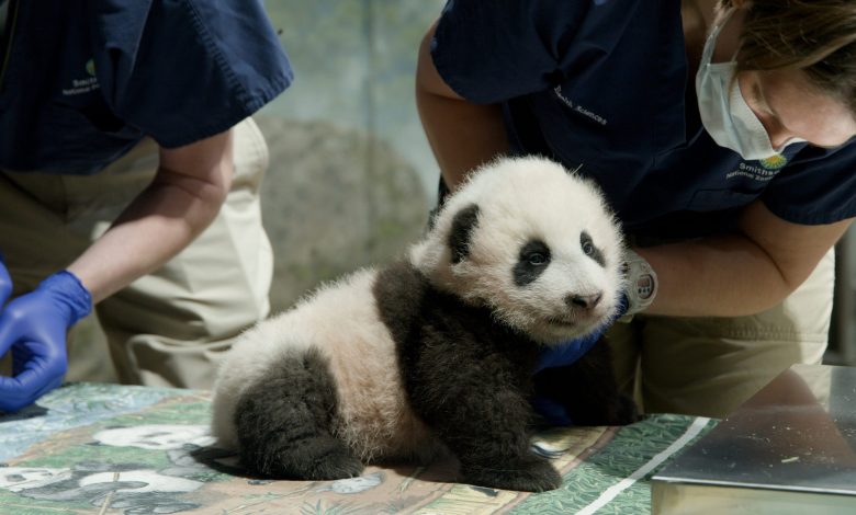 Little Miracle Panda was born in Washington