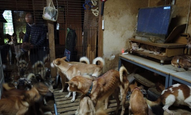 Japanese health officials find 164 dogs crammed into tiny house