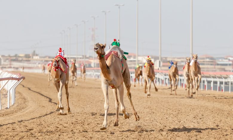 Founder Camel Festival Kicks Off