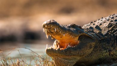 Dinosaur-like crocodile terrorize Americans in Florida